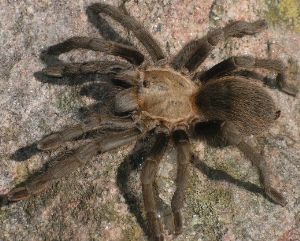 Aphonopelma species female