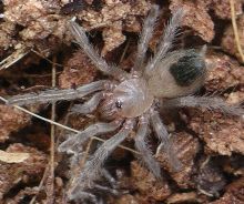 immature Aphonopelma species