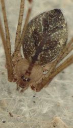 Crossopriza lyoni female