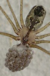 Crossopriza lyoni with eggs