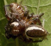 Eris militaris mating