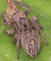 Habronattus coecatus female