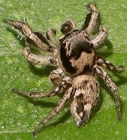 Habronattus coecatus male