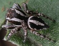 Habronattus cognatus male