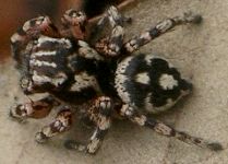 Habronattus fallax male