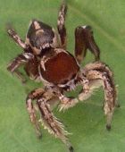 Habronattus forticulus male