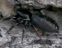 Metacyrba taeniola female