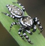 Pelegrina galathea male