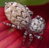 Pelegrina galathea female