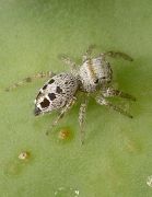 immature Phidippus arizonensis