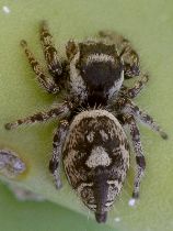 Phidippus arizonensis