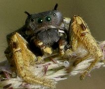 Phidippus arizonensis male