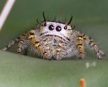 Phidippus arizonensis female