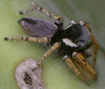 Phidippus arizonensis male