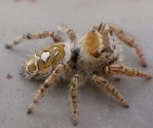 Phidippus arizonensis