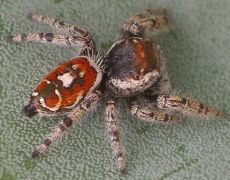 Phidippus arizonensis