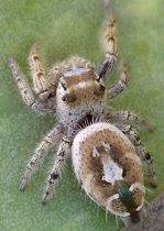 Phidippus arizonensis