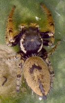 Phidippus arizonensis