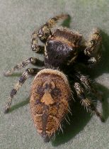 Phidippus arizonensis