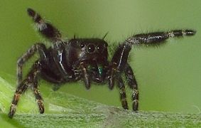 Phidippus audax displaying aggression