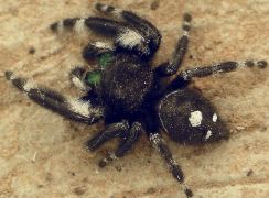 Phidippus audax