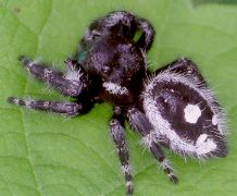 Phidippus audax