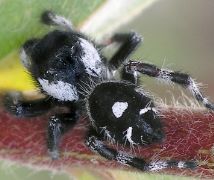 Phidippus audax