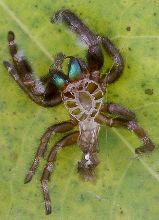 Phidippus audax molted skin