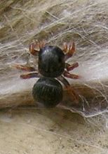 Phidippus audax hatchling