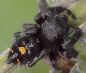 immature Phidippus audax