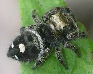 immature Phidippus audax