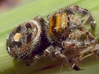 immature Phidippus audax