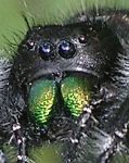 Phidippus audax