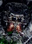 Phidippus audax