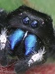 Phidippus audax