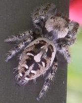 Phidippus carolinensis female