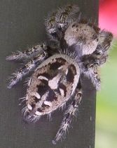 Phidippus carolinensis female