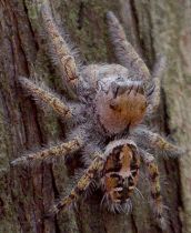 Phidippus carolinensis male