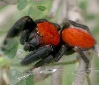 Phidippus cardinalis male