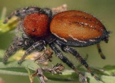 Phidippus cardinalis female