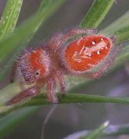 immature Phidippus cardinalis