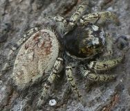 Phidippus mystaceus