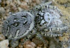 Phidippus mystaceus