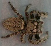 Phidippus mystaceus