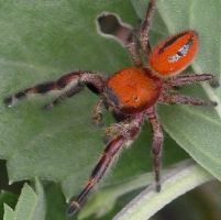 Phidippus pius male