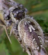 Phidippus pruinosus