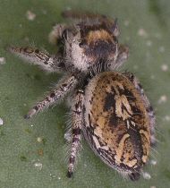 Phidippus pruinosus