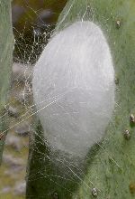 Phidippus species retreat