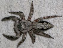 Platycryptus undatus