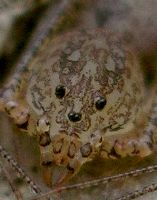 Scytodes species